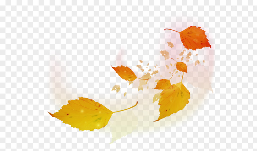 Autumn Leaves Leaf PNG