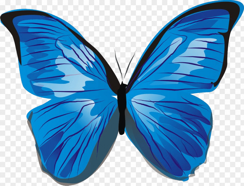 Blue Butterfly Image Illustration PNG