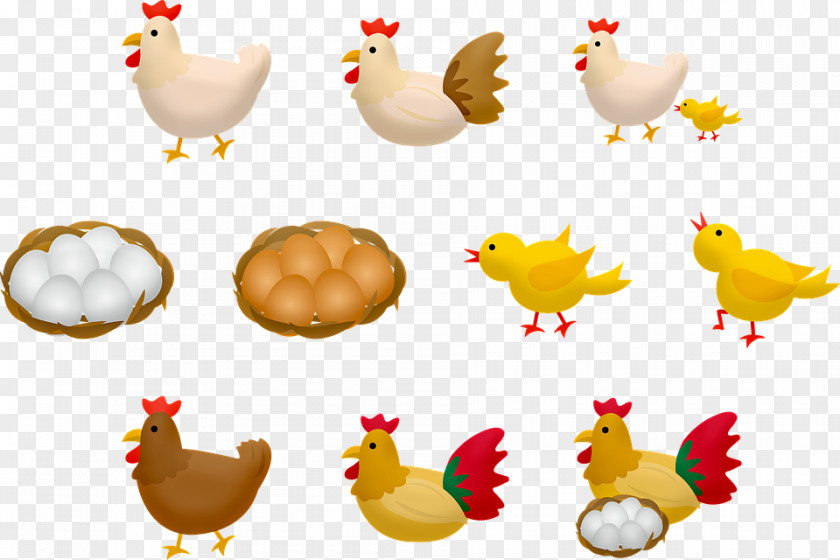Chicken Rooster Stock.xchng Egg Illustration PNG