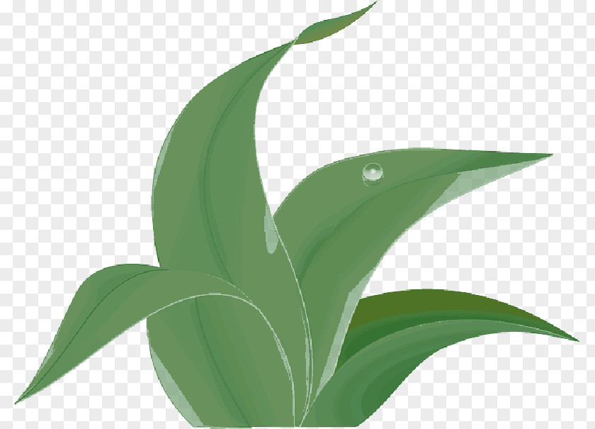 Clip Art Openclipart Vector Graphics Plants Leaf PNG