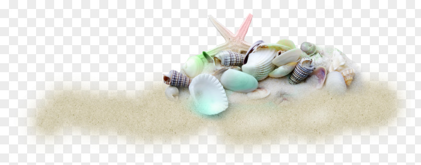 Seashell Beach Cockle Sand Clip Art PNG