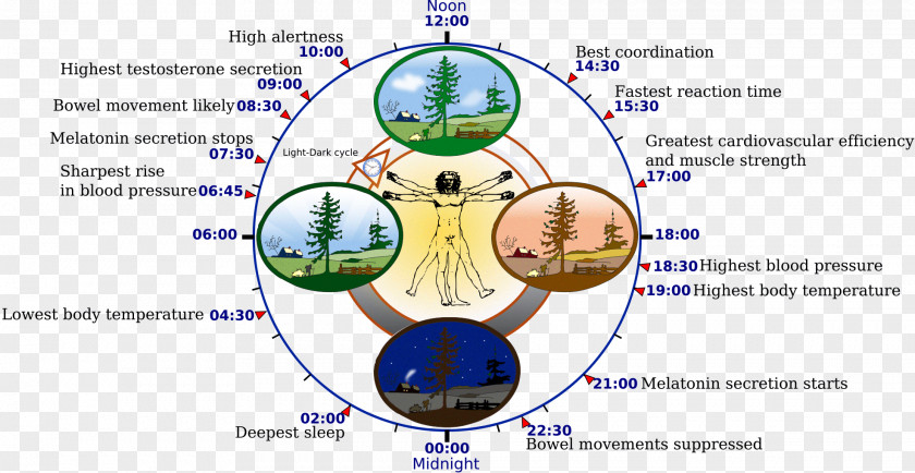 Activities Run It Circadian Rhythm Clock Biology Physiology Melatonin PNG
