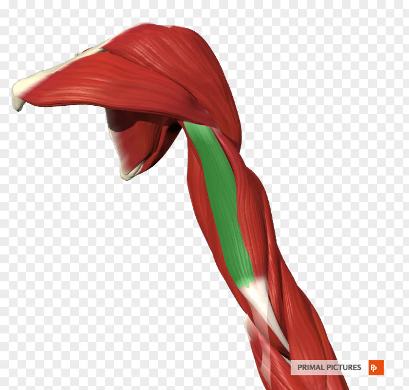 Arm Triceps Brachii Muscle Biceps Human Anatomy PNG