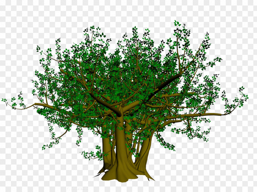 Cartoon Banyan Tree Picture Material Bodhi Branch Ficus Religiosa PNG