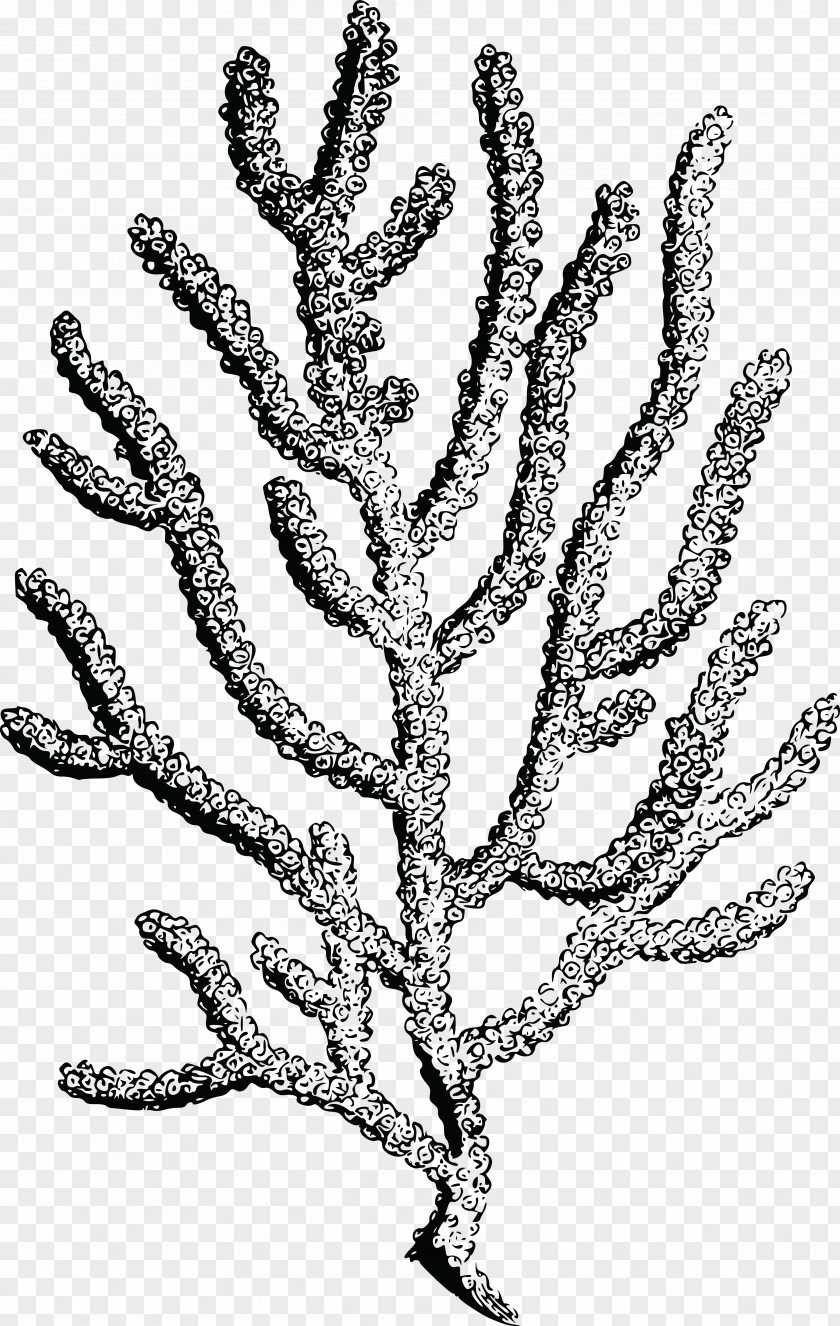 Coral Reef Clip Art PNG