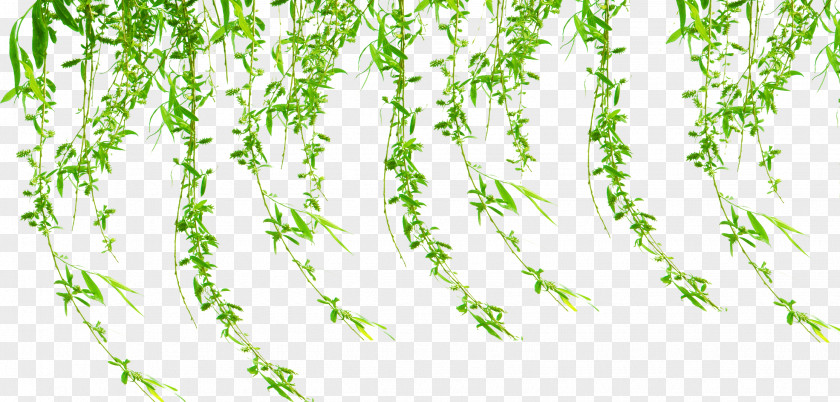 Grass Poster PNG