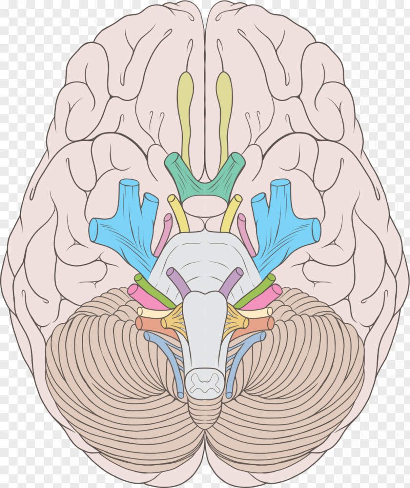 Human Cranial Nerves Abducens Nerve Trochlear Vestibulocochlear PNG