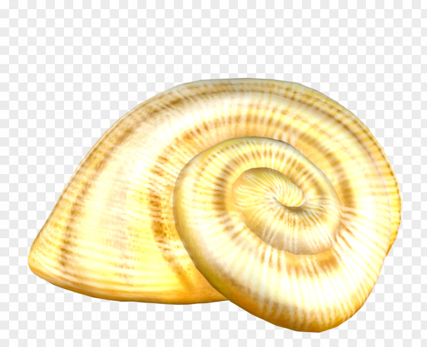 Snail Conchology DeviantArt Clip Art PNG