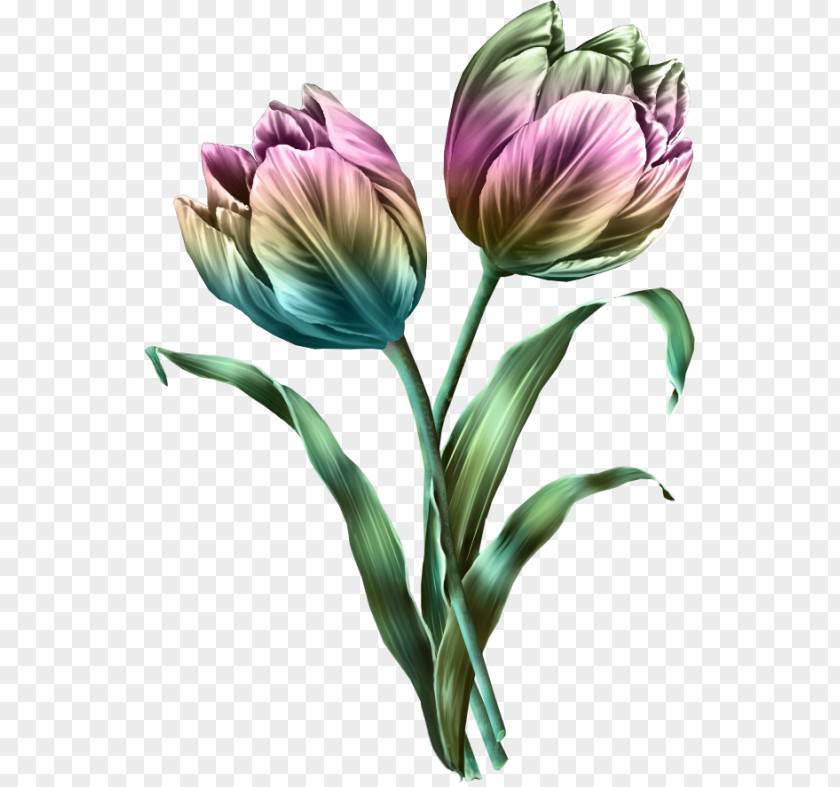 Tulip Flower Bouquet Clip Art PNG