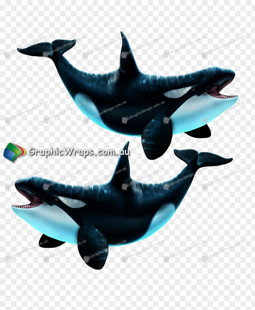 Whale Common Bottlenose Dolphin Porpoise Marine Mammal Cetacea PNG