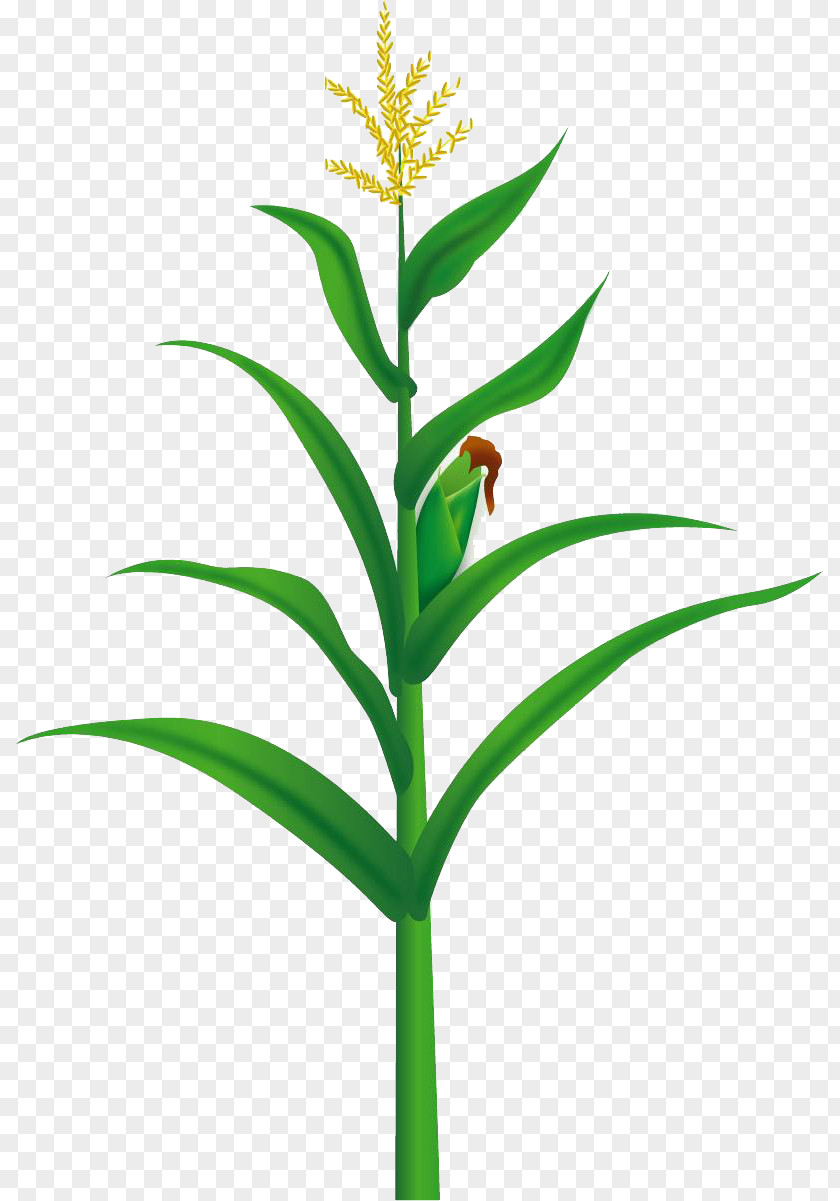 Yellow Corn Tree Maize Food Illustration PNG