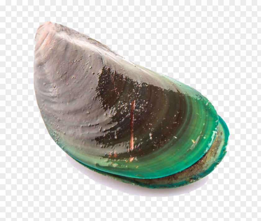 Clams Mussel Clam Perna Viridis Seashell Oyster PNG