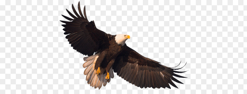 Eagle PNG clipart PNG