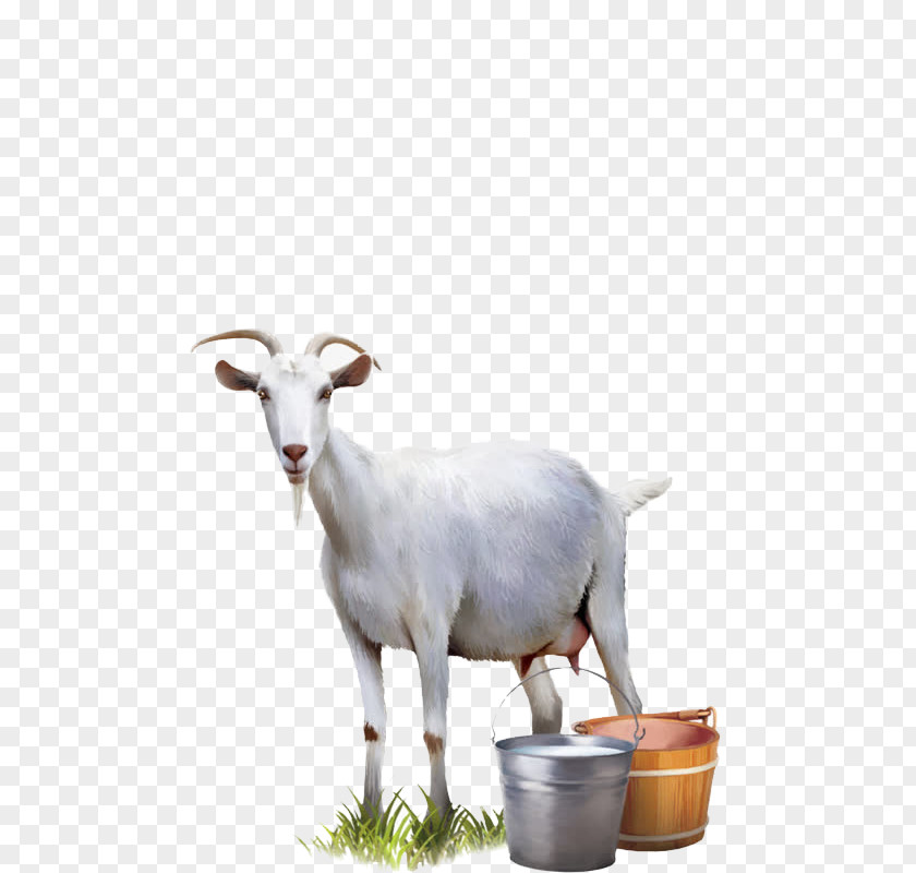 Goat Milk Cattle Sheep PNG