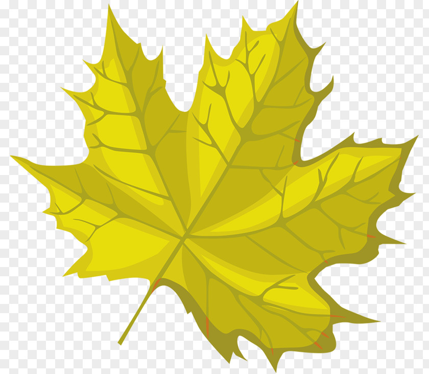 Leaf Maple Symmetry PNG