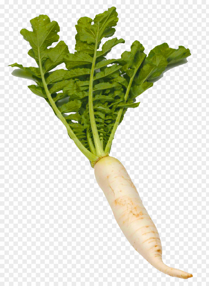 Radish Daikon Clip Art Vegetable Food PNG
