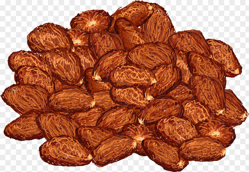 Vector Hand-painted Almond Theobroma Cacao Cocoa Bean Illustration PNG