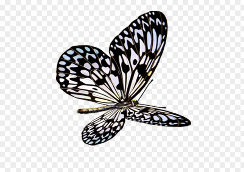 Butterfly Insect Icon PNG