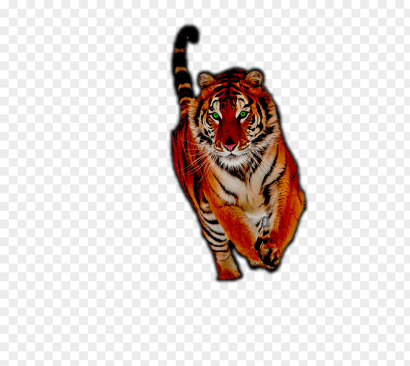 Cat Siberian Tiger Wildlife PNG