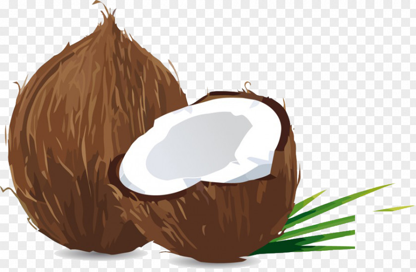 Coconut Material PNG