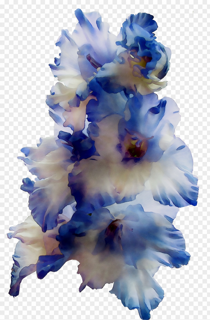Gladiolus Cut Flowers PNG