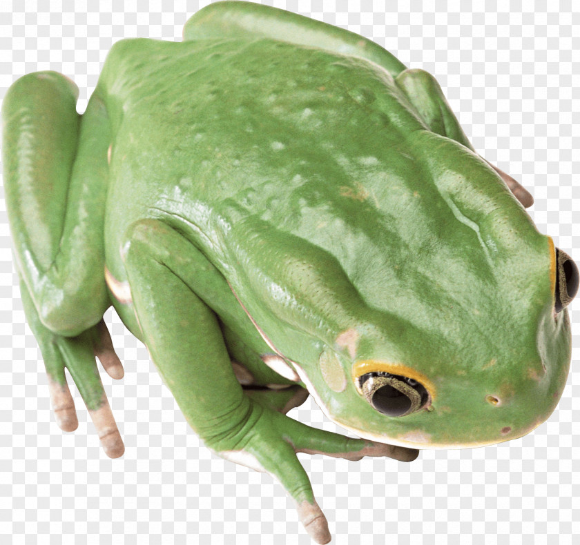 Green Frog Image PNG