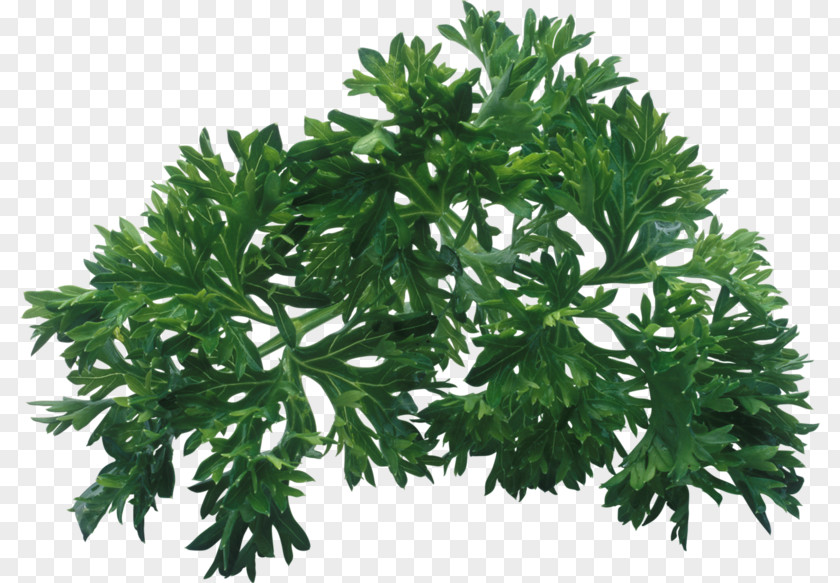 Green Grass Herb Parsley Clip Art PNG