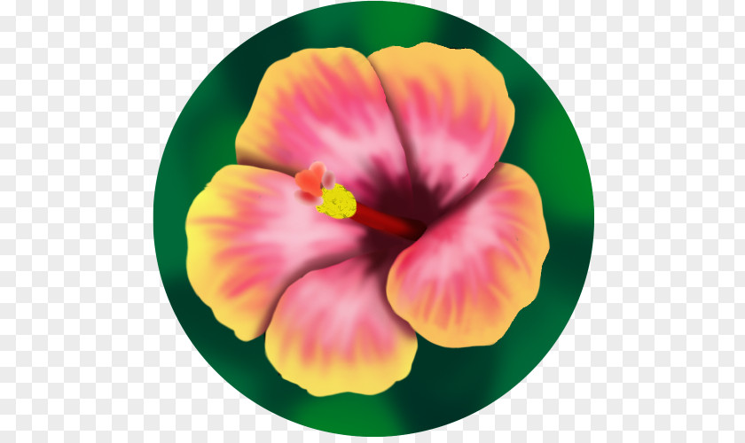 It's The Pet Fest Part 2 Rosemallows Pansy Annual Plant PNG