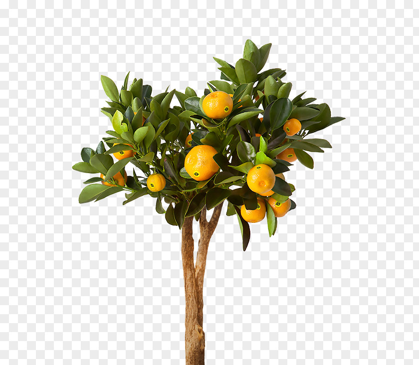 Plant Houseplant Flowerpot IKEA Lemon PNG