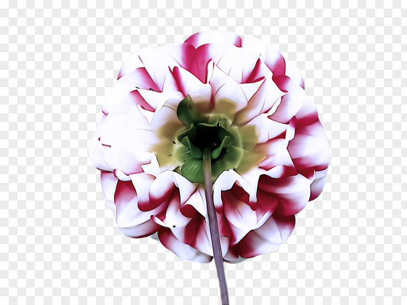 Tulip Gerbera Flower Petal Pink Plant Cut Flowers PNG