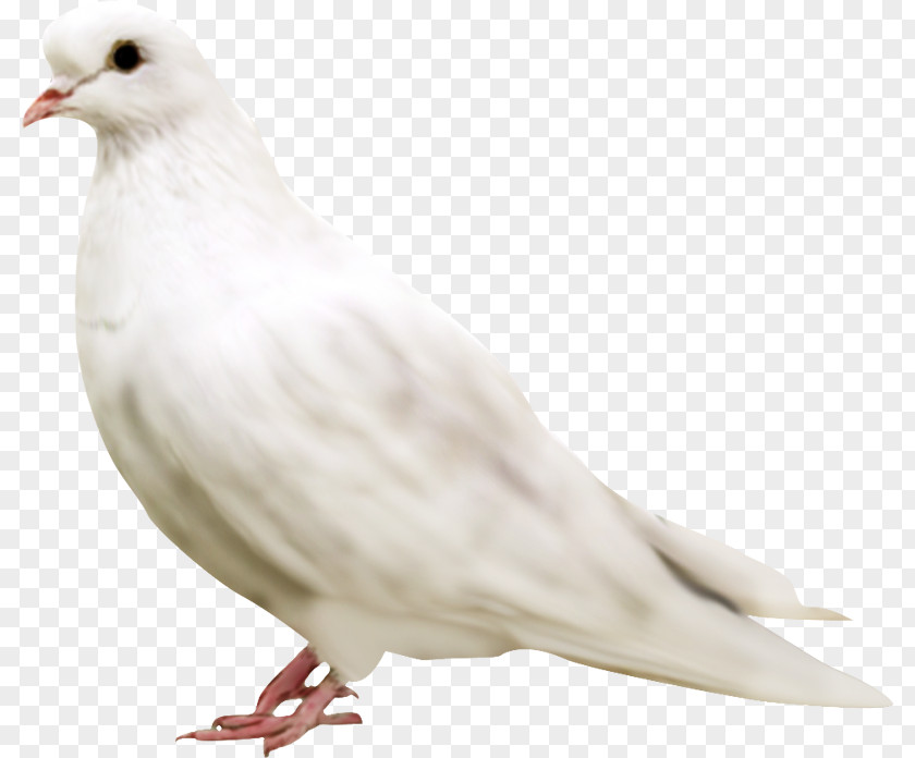 White Dove Columbidae Domestic Pigeon Doves As Symbols Clip Art PNG