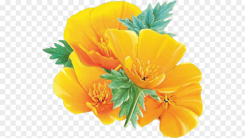 Flower Yellow California Poppy Clip Art PNG