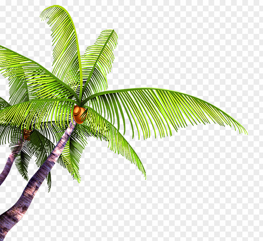 Great Fresh Coconut Summer Poster Beach PNG