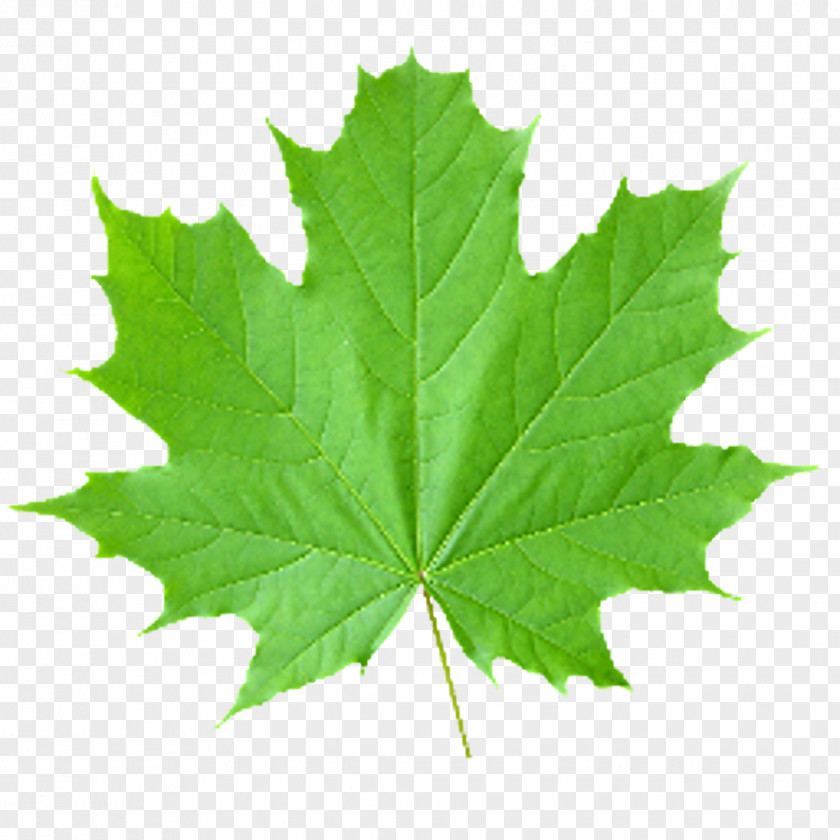 Maple Leaf Look At Leaves Clip Art PNG