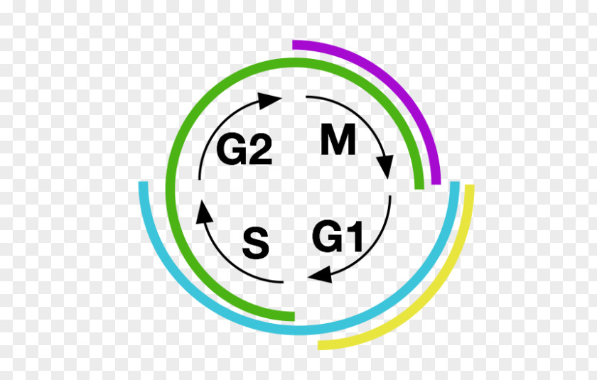 Cell Cycle Smiley Green Brand Text Messaging Clip Art PNG