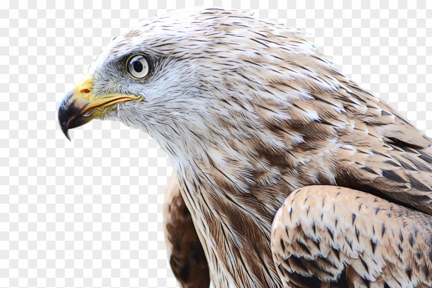 Falcon Hawk Bird Of Prey Eagle The Game Fair PNG