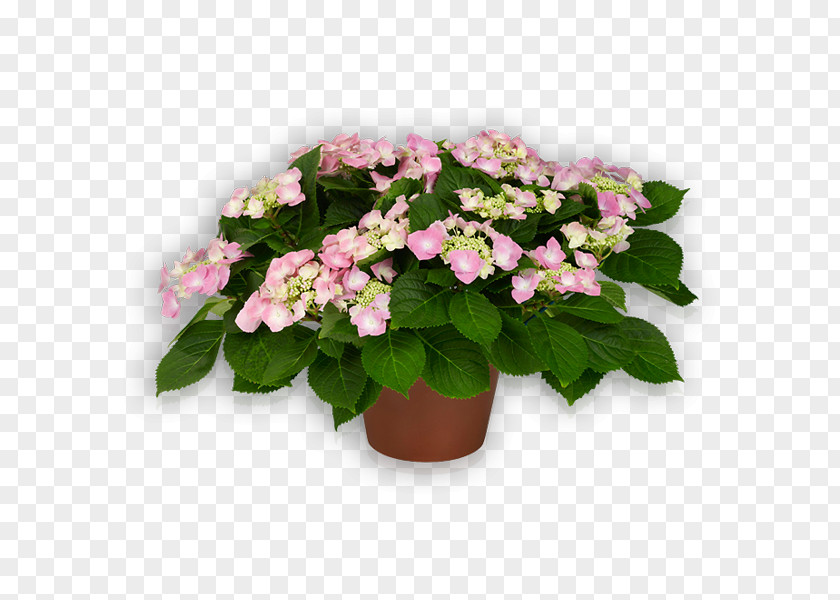 Hydrangea Flower Flying Discs Pink Plant PNG