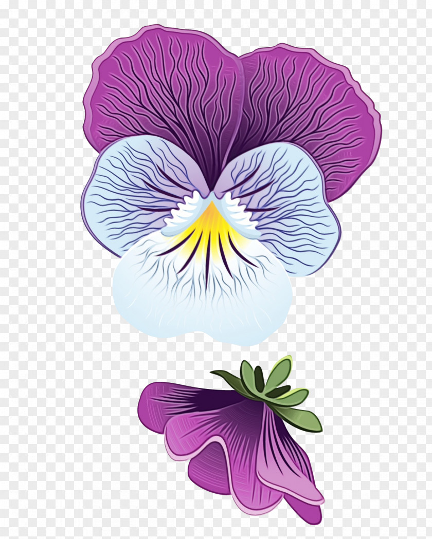 Pansy Purple Flower Flowering Plant Wild Petal Violet PNG
