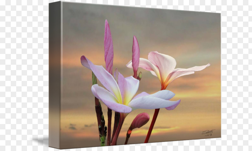 Plumeria Gallery Wrap Wildflower Plant Photography PNG