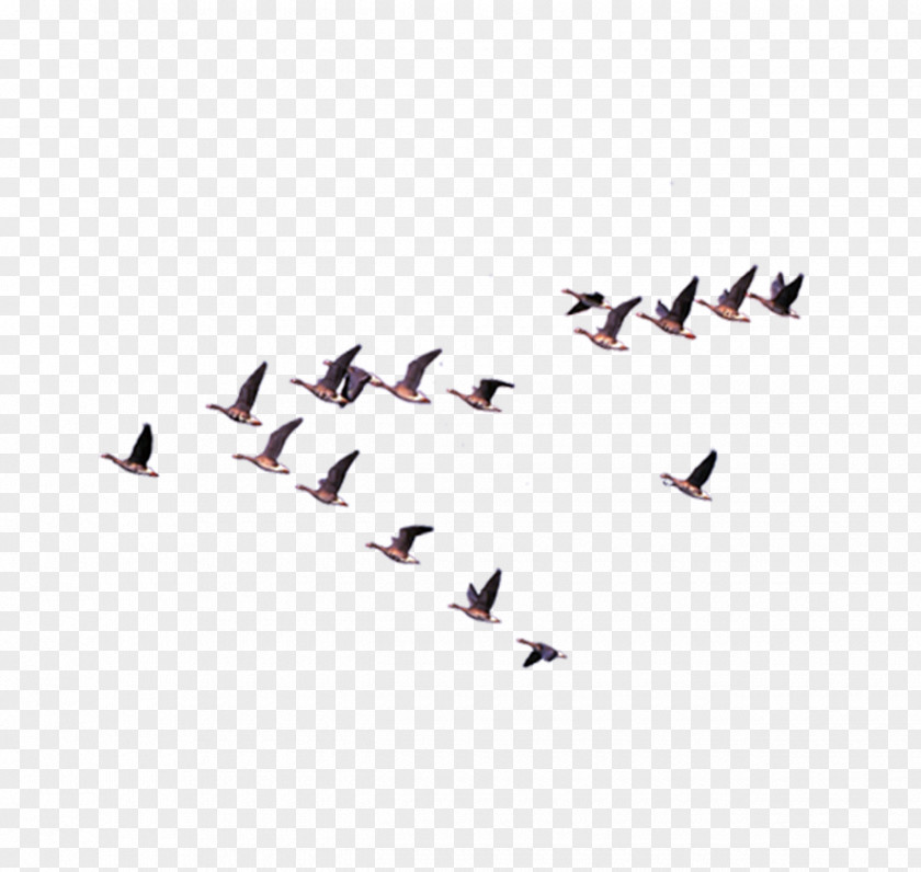 Row Herringbone Pigeons Columbidae Euclidean Vector Icon PNG