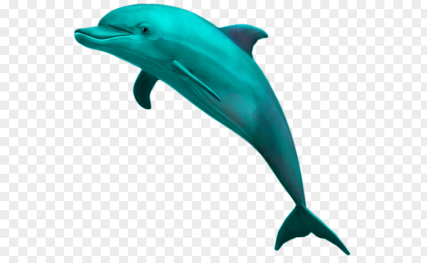 Dolphin Common Bottlenose Striped Wholphin PNG