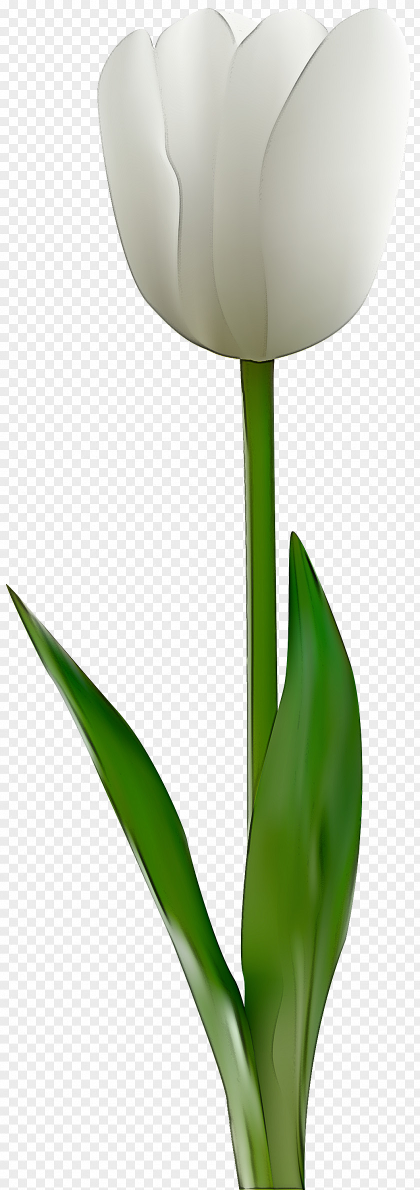 Flower Green Tulip Plant Leaf PNG