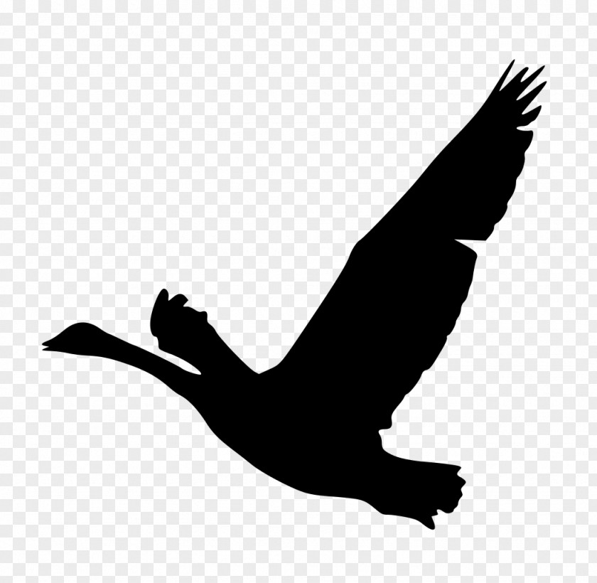 Goose Bird Silhouette Duck Clip Art PNG