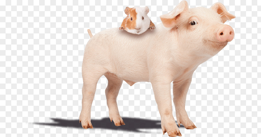 Pig Farm Piglet Guinea The Smiling Hostel Stock Photography PNG