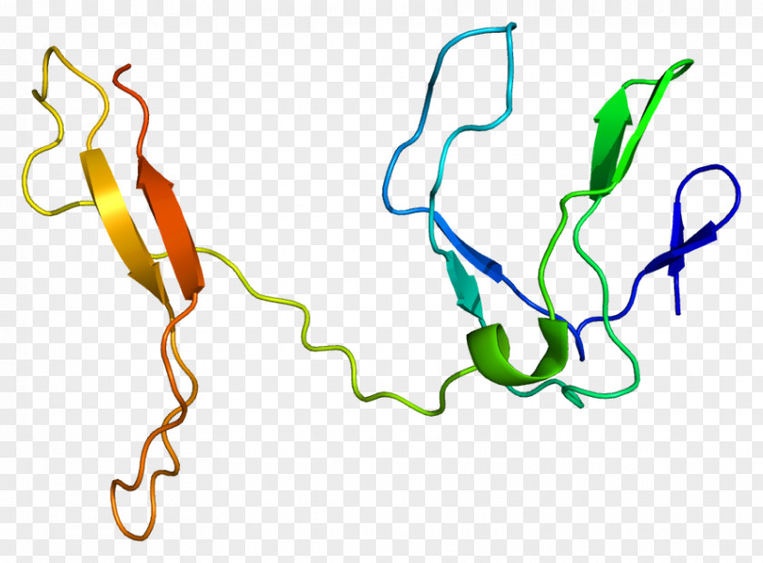 RELB Gene Protein NFKB1 Transcription Factor PNG