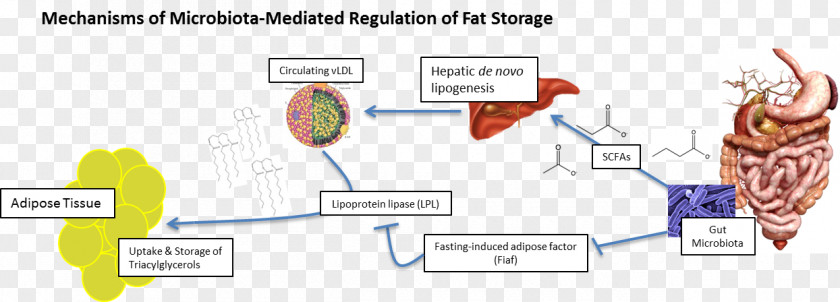 Verylowcalorie Diet Lipoprotein Lipase Adipose Tissue Triglyceride Lipogenesis Gut Flora PNG