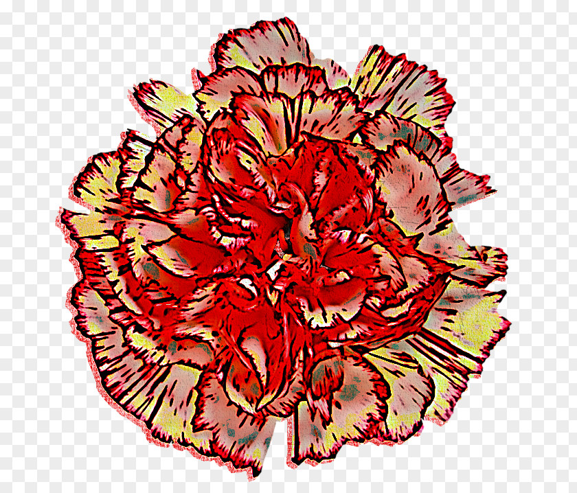 Carnation Cut Flowers Flower Red Plant PNG