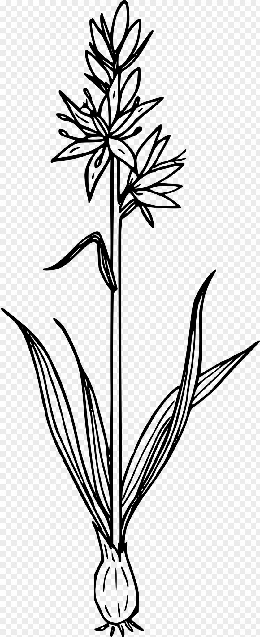 Flower Clipart Line Art Plant Clip PNG