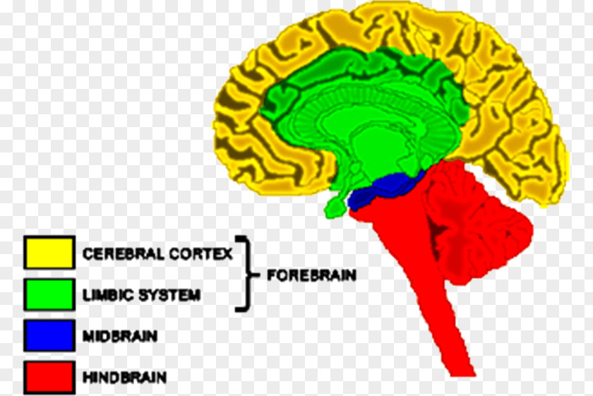 Horse Nervous System Forebrain Hindbrain Cerebrum PNG