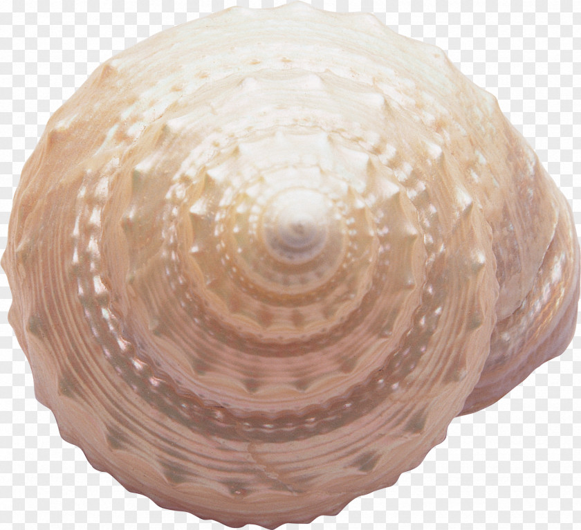 Seashell Seabed Sea Snail PNG